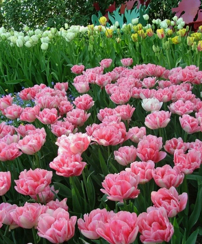 Тюльпаны Foxtrot (10шт. в уп.)