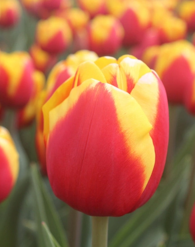 Тюльпаны Jumpshot NEW (10шт. в уп.)