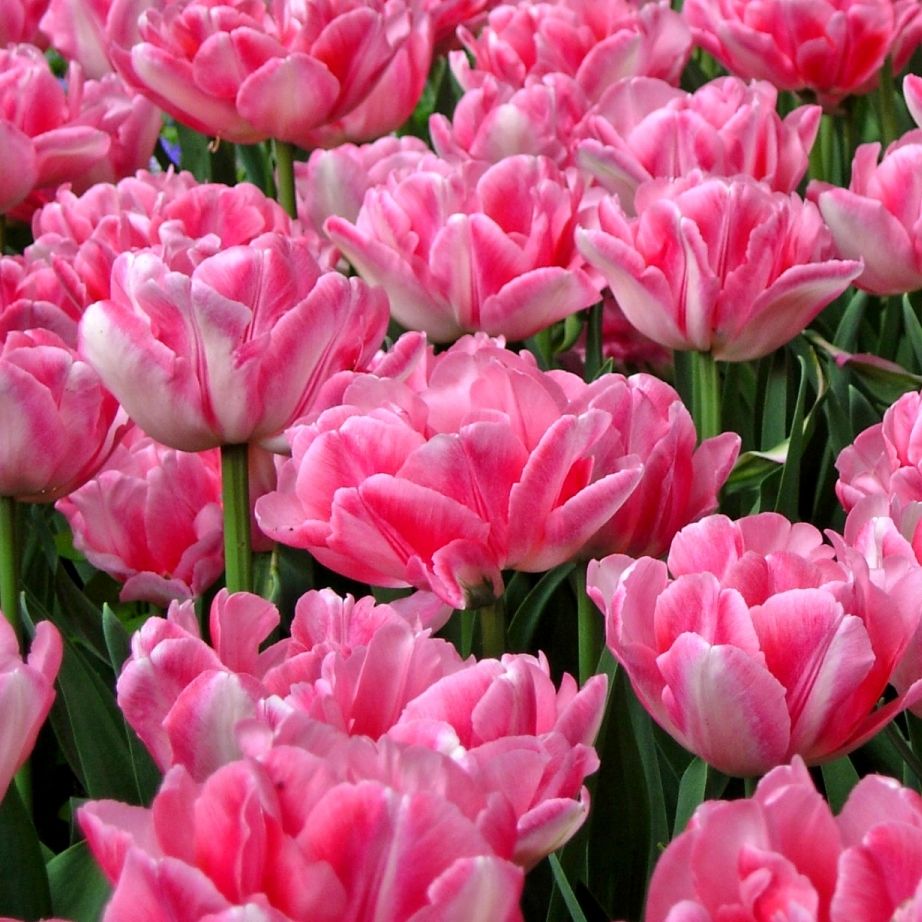 Тюльпаны Foxtrot (10шт. в уп.)