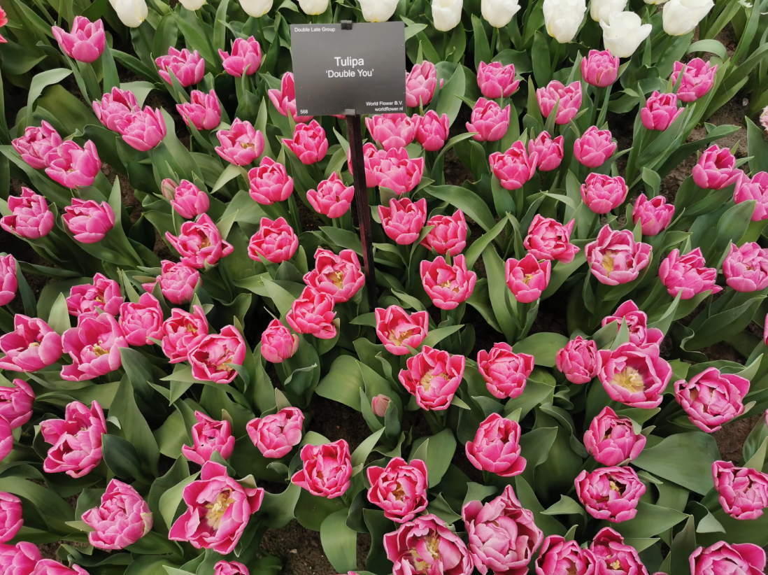 Тюльпаны Double You NEW (10шт. в уп.)