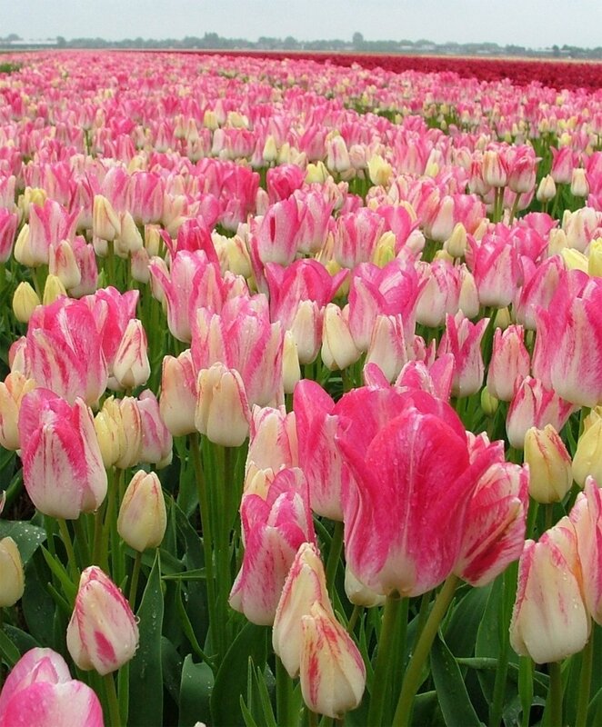 Тюльпаны Graceland NEW (10шт. в уп.)