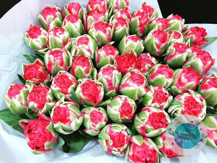 Тюльпаны Pamplona NEW (10шт. в уп.)