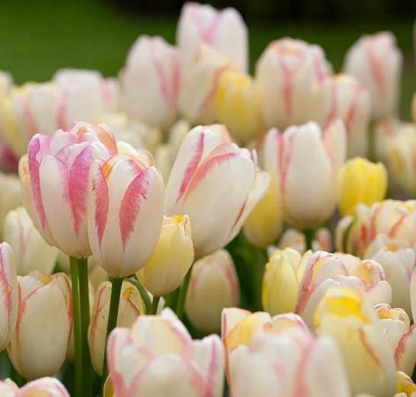 Тюльпаны Graceland NEW (10шт. в уп.)