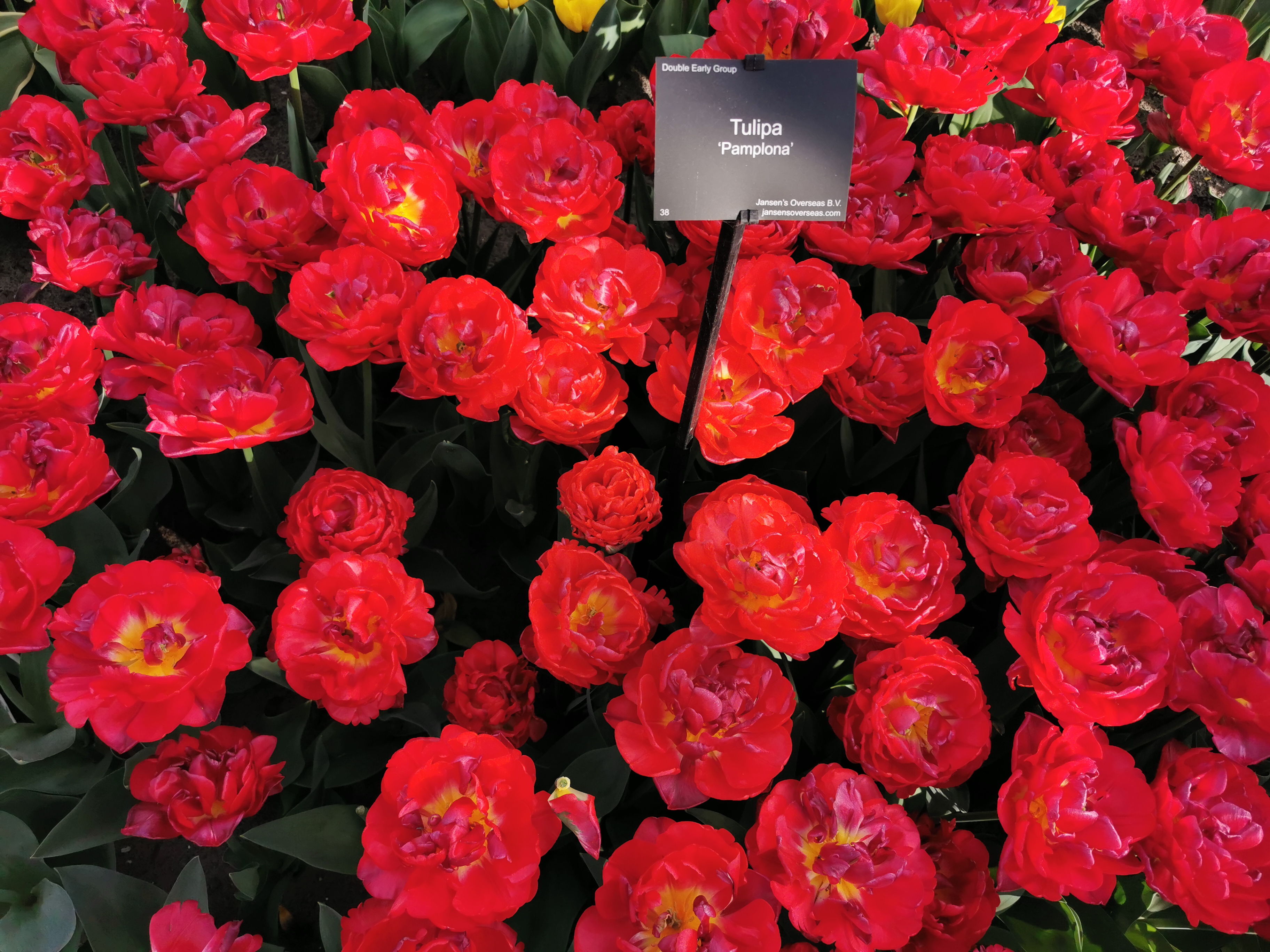 Тюльпаны Pamplona NEW (10шт. в уп.)