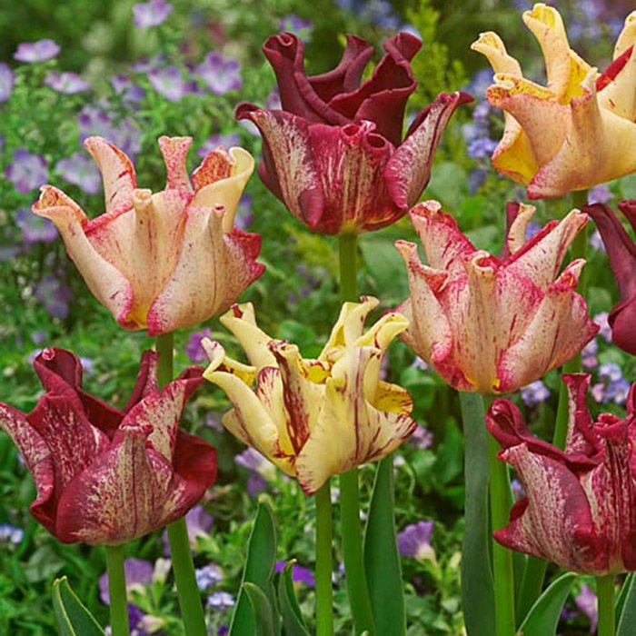 Тюльпаны Striped Crown NEW (10шт. в уп.)