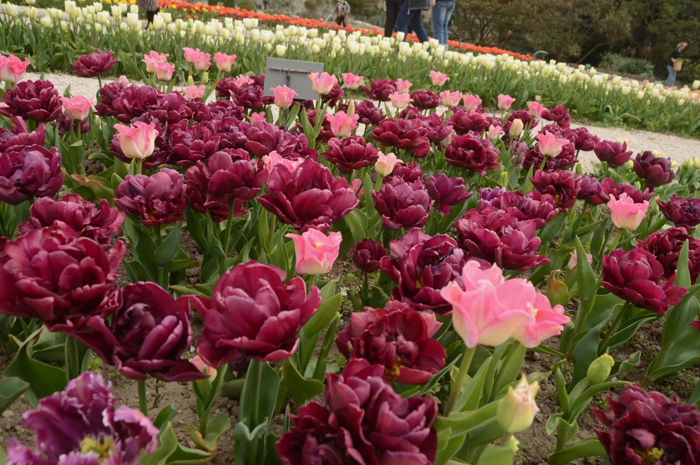 Тюльпаны Alison Bradley NEW (10шт. в уп.)