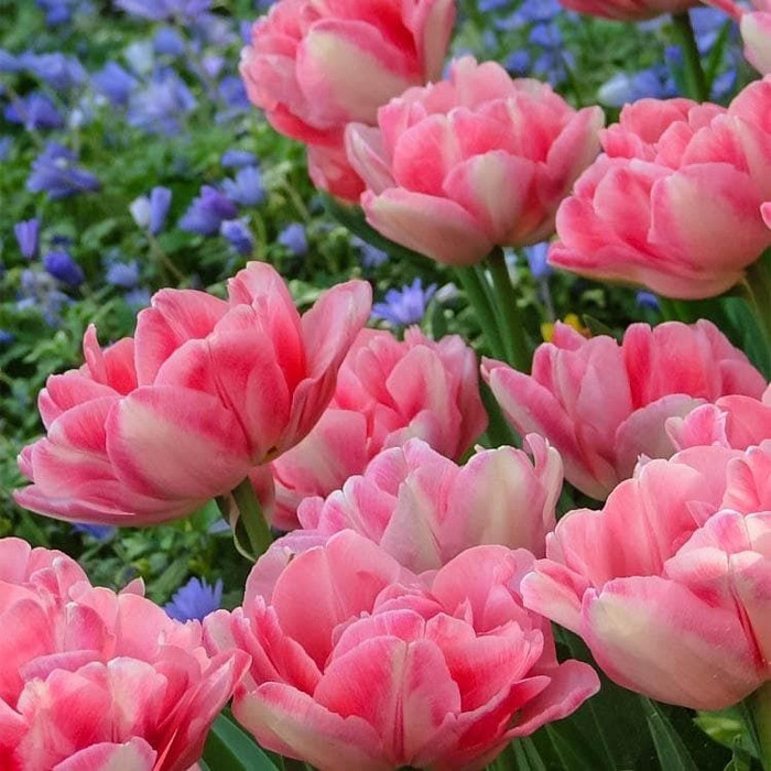 Тюльпаны Foxtrot (10шт. в уп.)