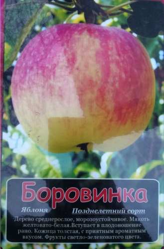 Яблоня Боровинка