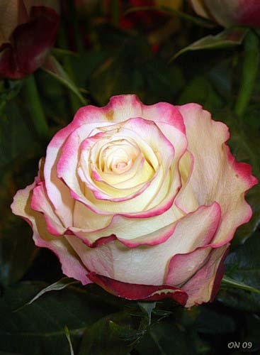  Роза Свитнес (roses svintes)