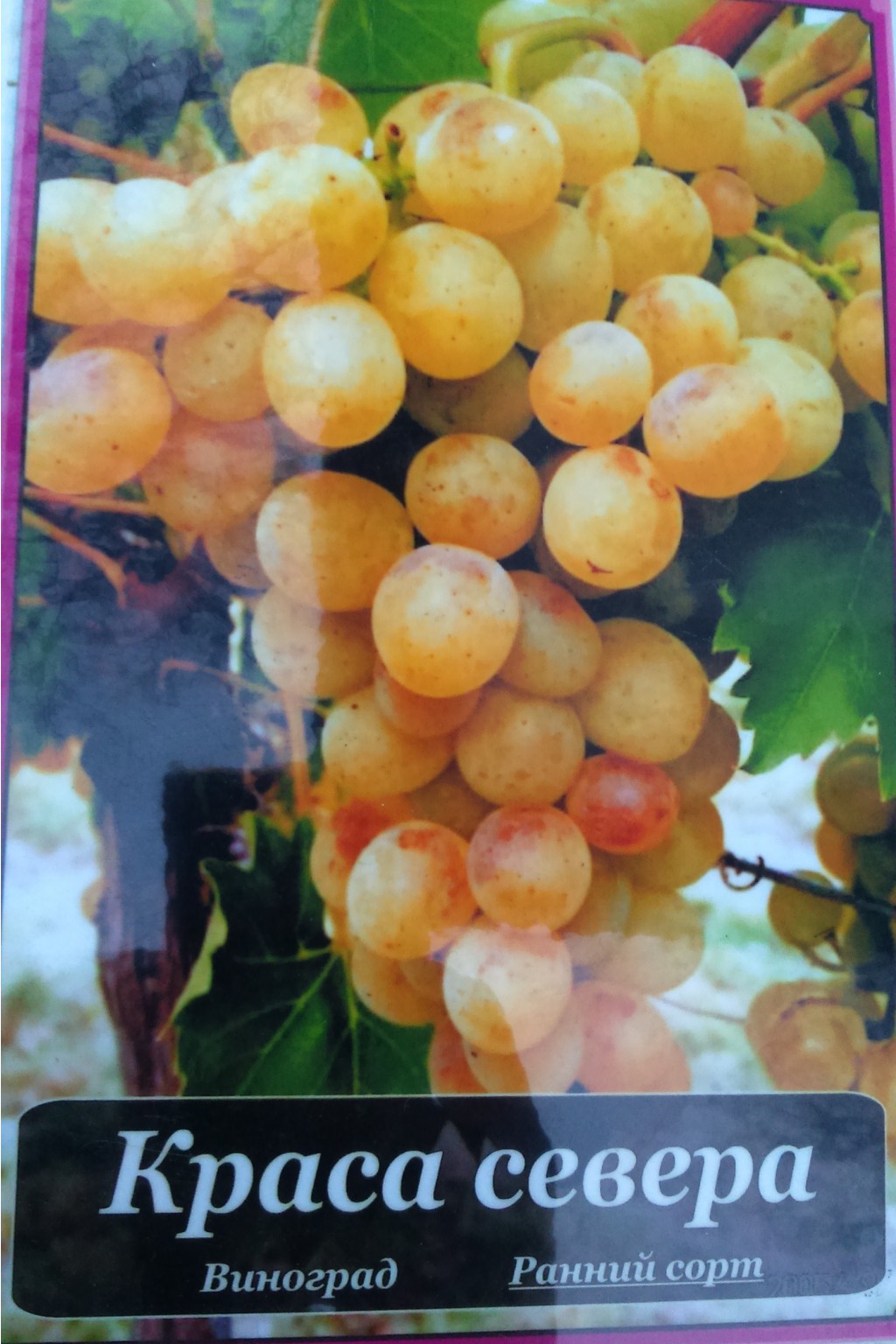 Сорт краса севера. Сорт винограда сеянец продюсера. Сорт краса севера. Сорт краса севера. Виноград плодовый краса севера.