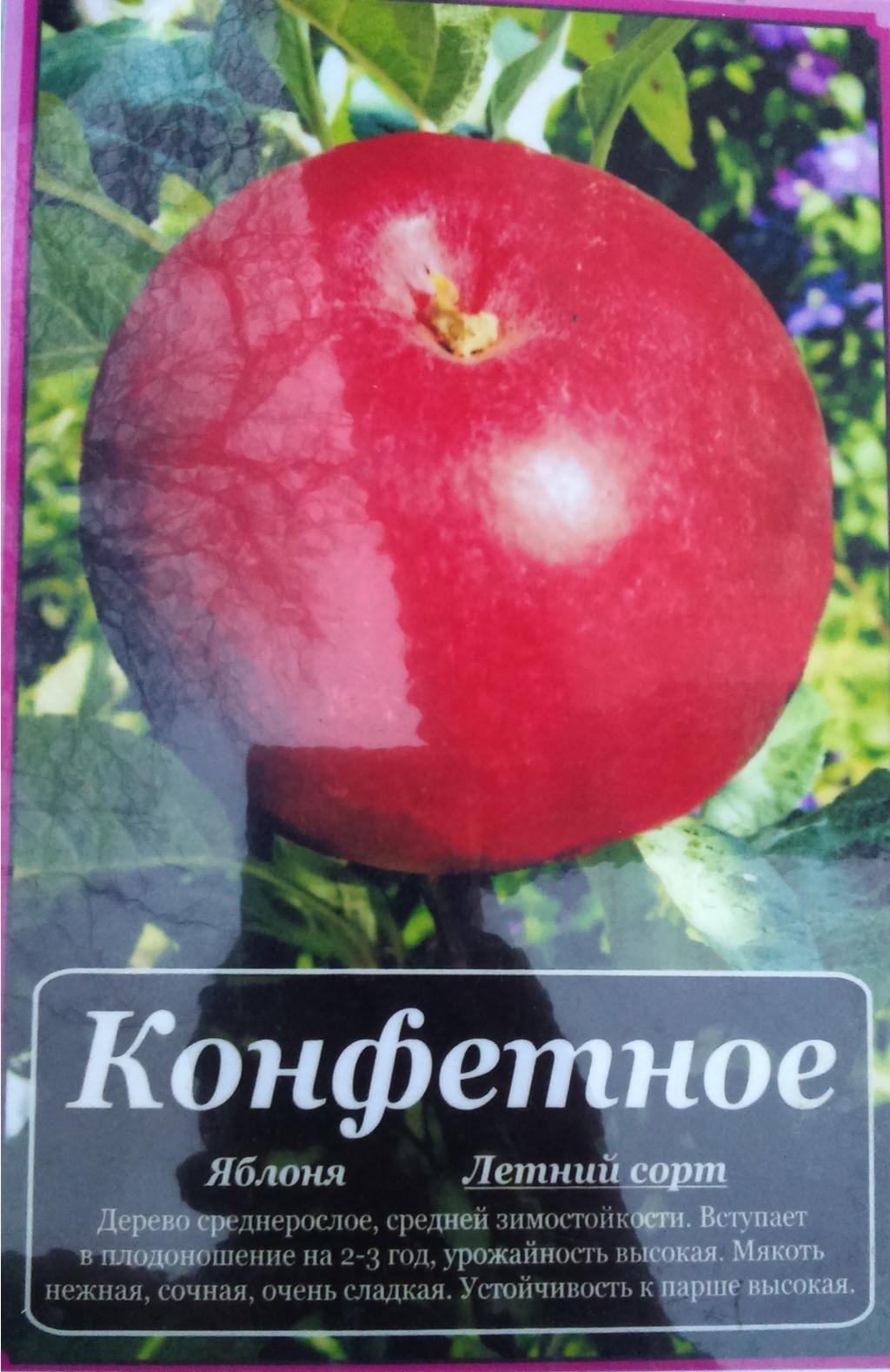 Сорт конфетное яблоня фото с описанием