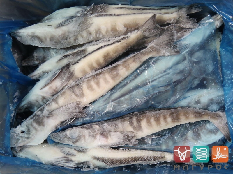 Креветочная рыба конгрио. Креветочная рыба Ледяная. Ледяная рыба (свежемороженая). Ледяная рыба Китай 250+.