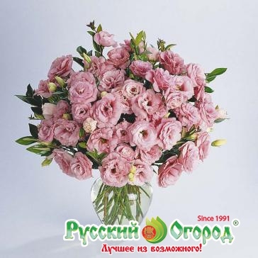 24руб.64руб.ПРОСРОК – Эустома срезочная F1 Мэйдж Дип Роуз ВЫСОКОРОСЛАЯ (5 шт.уп.)