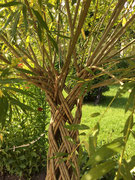 Живое плетеное дерево из ивы. Высота150см