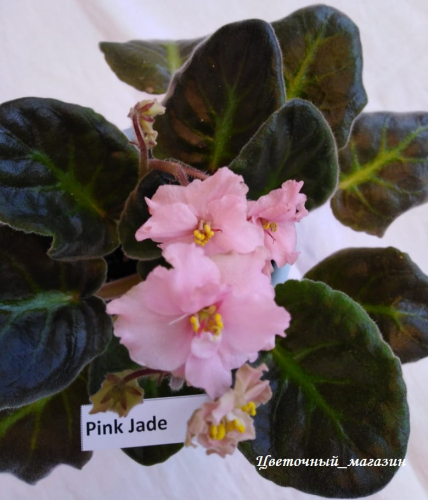 Фиалка Pink Jade