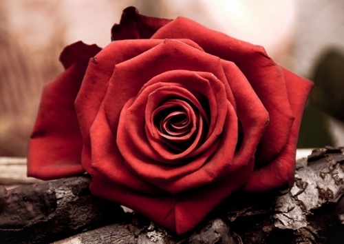 Алмазная мозайка: Красная роза размер 30х20 Ag 4631