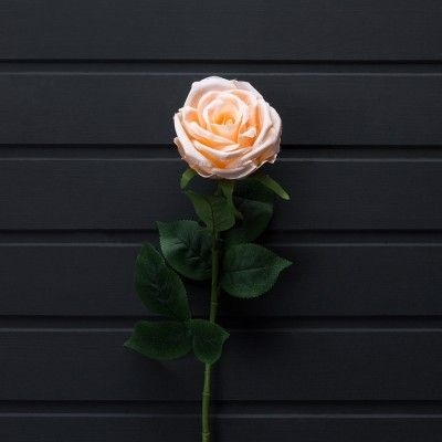 Роза (персик), 68 см