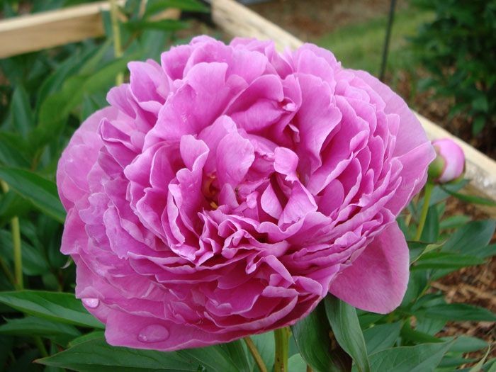 Пионы флеминг фото Пион Patio Peony ™ Moscow 3-5 eye