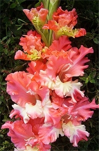 Гладиолус Санни Фризл розовый с кремовыми переливами, гофрированный 3 шт