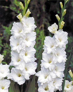 Гладиолус Бангладеш белый, гофрированные, крупноцветковый 3 шт