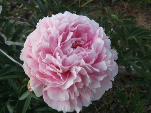 Пион Сара Бернар жемчужно-розовый с серебристой каймой, густомахровый, с сильным ароматом 1 шт