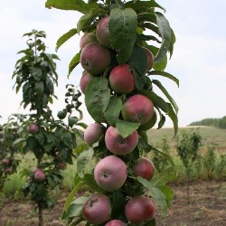 Яблони Скала Фото