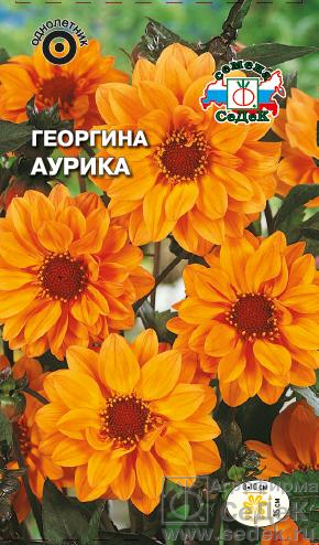 Георгина Аурика(ярко-оранжевая) 0,2г