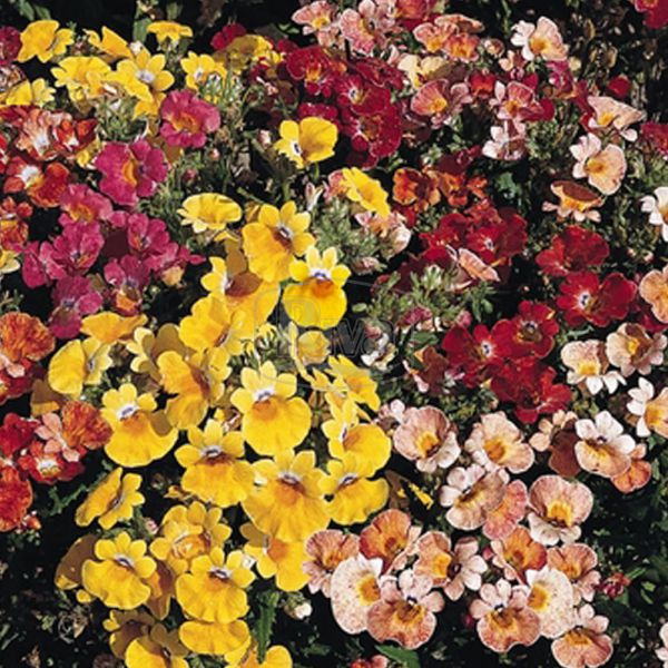 Семена Немезии Купить В Спб