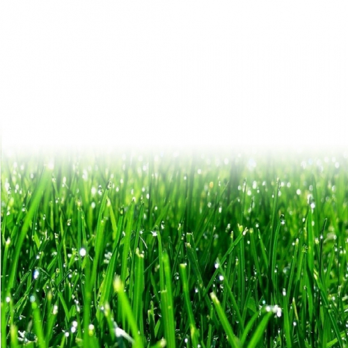  Озеленитель 10 кг Зеленый уголок. Газонные и кормовые травы