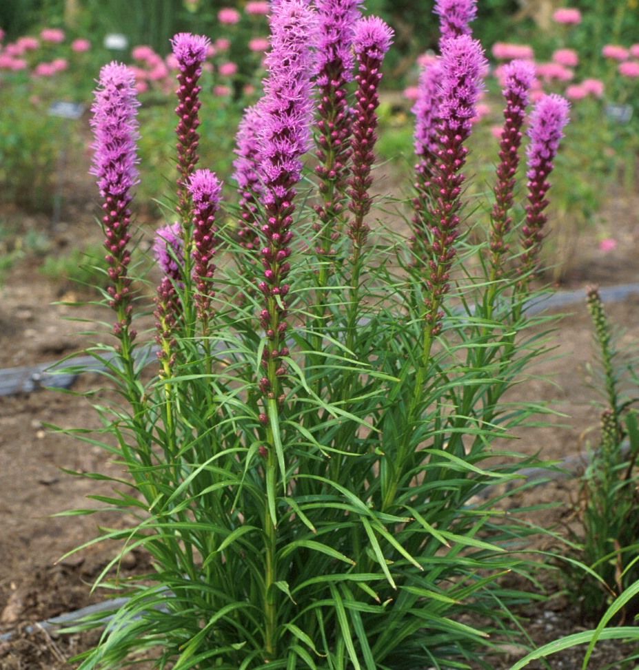 Лиатрис спиката spicata