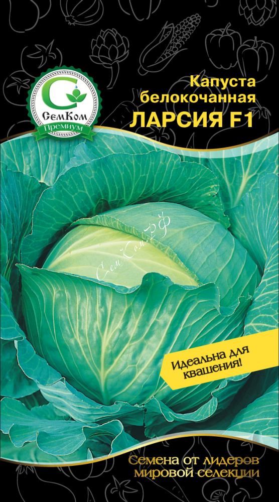 Капуста ларсия описание отзывы. Капуста белокочанная Ларсия f1,. Капуста семена Ларсия. Капуста белокочанная Бартон f1. Капуста б/к Атрия f1 20шт (Seminis).