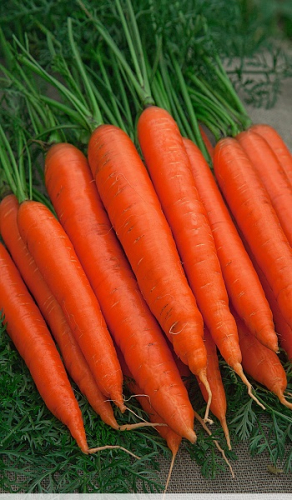 Морковь Балтимор F1 0,3 гр цв.п.