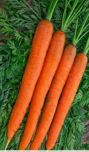 Морковь Наполи F1 0,5 гр цв.п.