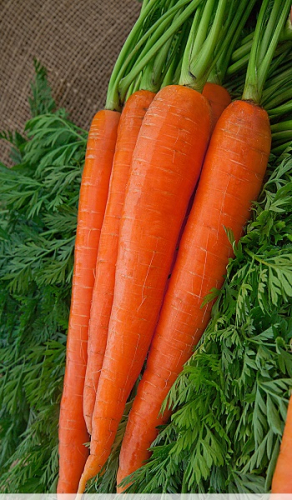Морковь Витаминная 2 гр цв.п