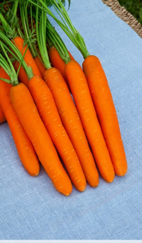 Морковь Дордонь F1 0,5 гр цв.п.