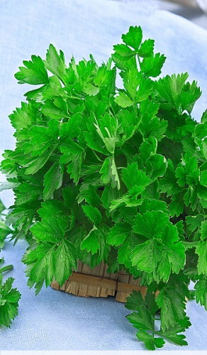 Сельдерей листовой Бодрость 0,5 гр цв.п
