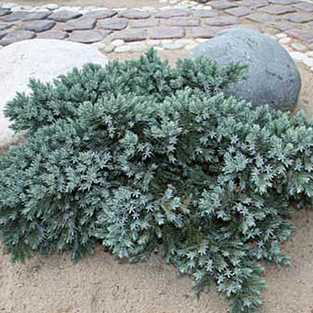 Можжевельник чешуйчатый (Juniperus squamata Blue Star C4 25-30)