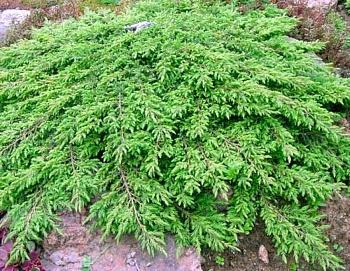 Можжевельник обыкновенный (Juniperus communis Green Carpet C2 15-20)