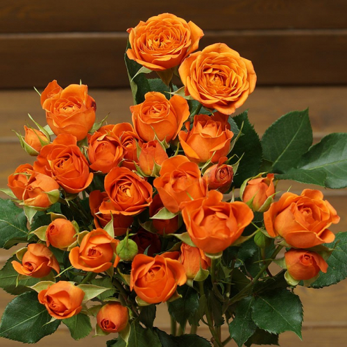 Роза Оранжевая Спрей C4