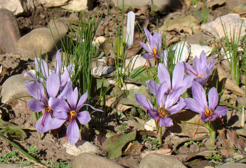 sativus	(лук в уп.	10	)
