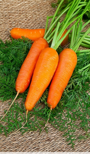 Морковь Шантенэ 2461 , 2 гр БЕЛЫЙ ПАКЕТ