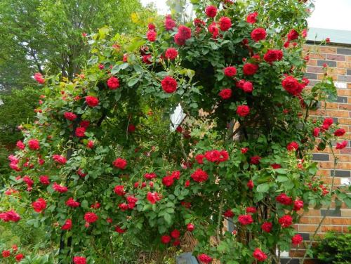 Quadra rose, Explorer series Shrub roses, Shade trees, Shrubs