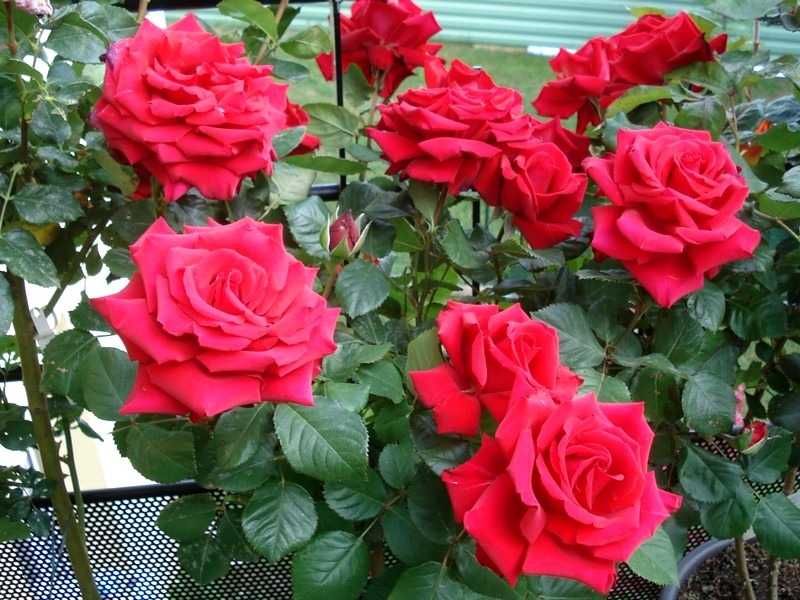 Гранд аморе роза фото и описание отзывы Роза чайно-гибридная (Rose hybrid tea Poker С7 PA 90-110). Остаток шт 7
