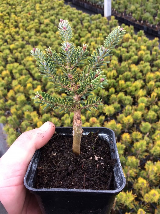 пихта корейская compacta. пихта блауэр пфиф. пихта корейская молли. пихта koreana р9. пихта корейская (сорт 'schneestern').