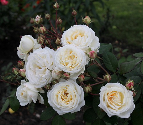 Роза пенни лейн желтая фото и описание