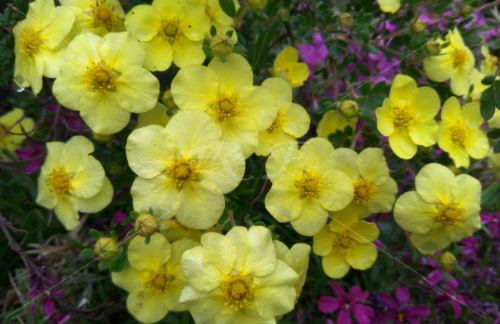 Лапчатка кустарниковая Primrose Beauty C1,5/2 10-15 20-30