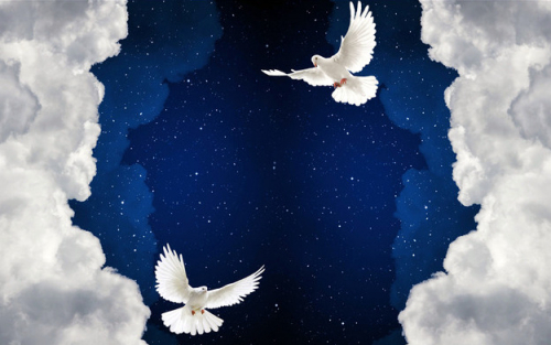 3 D обои Птицы в ночном небе