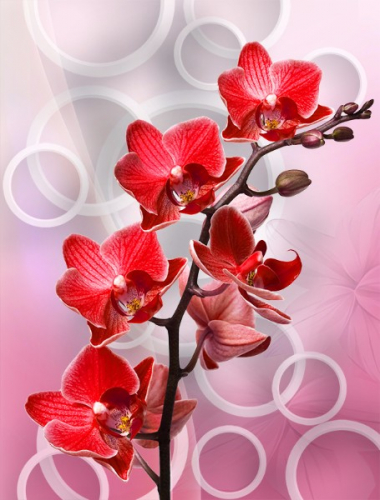 3 D обои Красная орхидея с кольцами