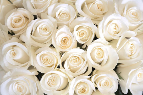 Обои 3D Нежные белые розы