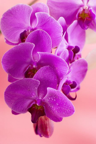 Обои 3D Фиолетовые орхидеи